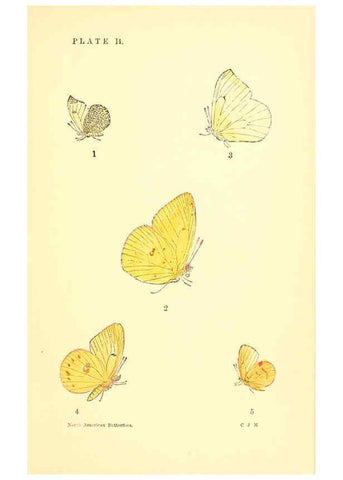 Reproducción/Reproduction 6286383172: A manual of North American butterflies Boston :De Wolfe, Fiske & Co.,1891