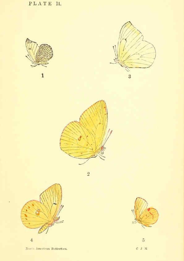 Reproducción/Reproduction 6286383172: A manual of North American butterflies Boston :De Wolfe, Fiske & Co.,1891
