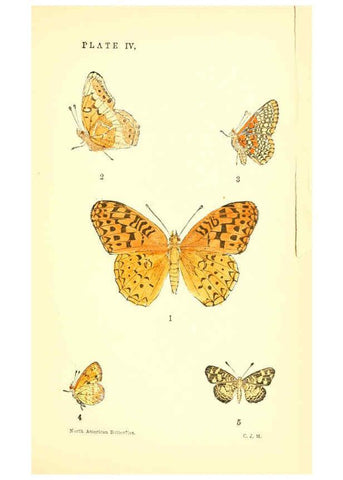 Reproducción/Reproduction 6285863031: A manual of North American butterflies Boston :De Wolfe, Fiske & Co.,1891