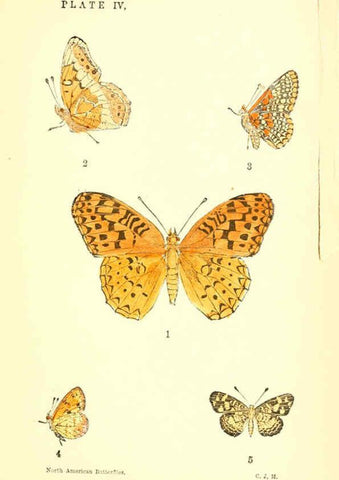 Reproducción/Reproduction 6285863031: A manual of North American butterflies Boston :De Wolfe, Fiske & Co.,1891