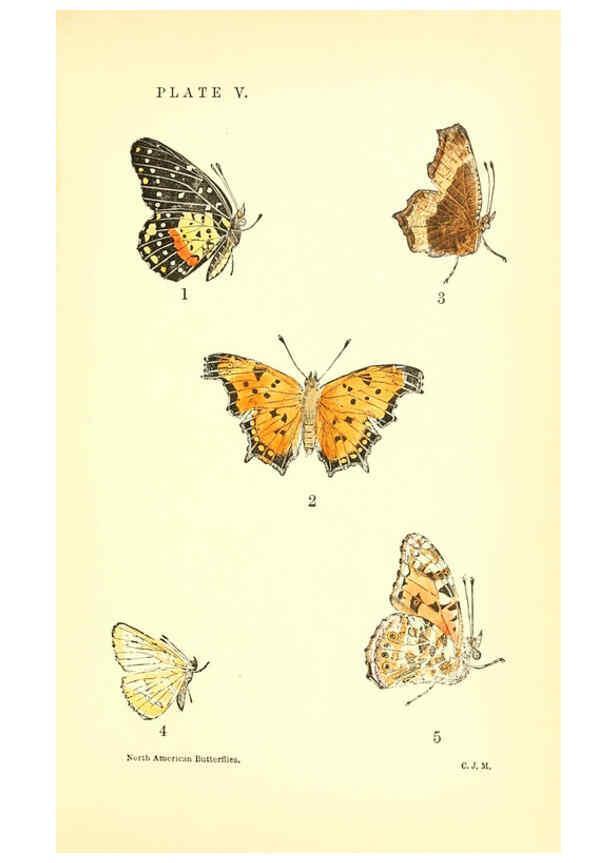 Reproducción/Reproduction 6285863211: A manual of North American butterflies Boston :De Wolfe, Fiske & Co.,1891