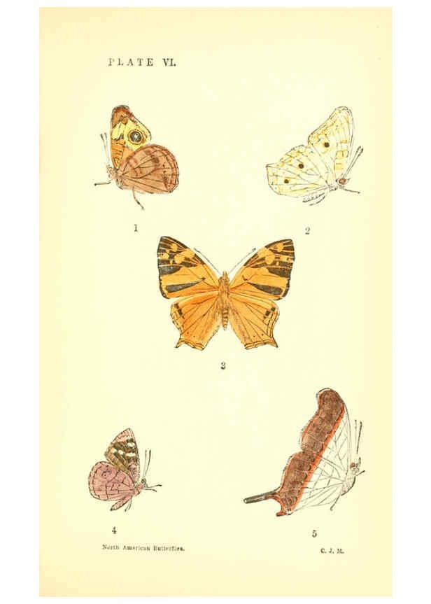 Reproducción/Reproduction 6286384150: A manual of North American butterflies Boston :De Wolfe, Fiske & Co.,1891
