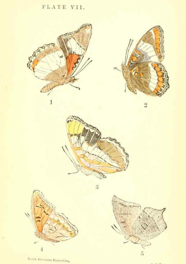 Reproducción/Reproduction 6286384414: A manual of North American butterflies Boston :De Wolfe, Fiske & Co.,1891
