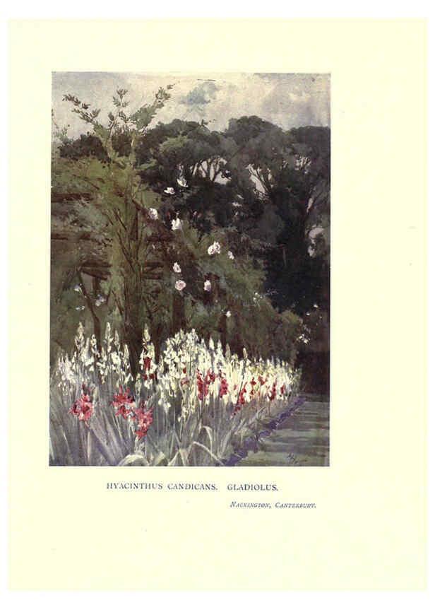 Reproducción/Reproduction 6285794869: Garden colour London,E. P. Dutton & company,1905