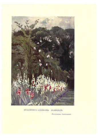 Reproducción/Reproduction 6285794869: Garden colour London,E. P. Dutton & company,1905