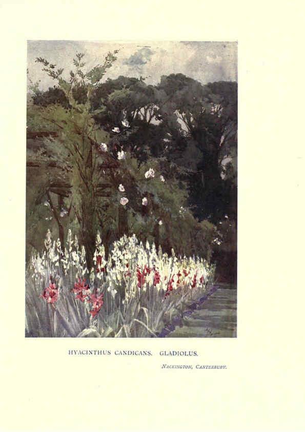 Reproducción/Reproduction 6285794869: Garden colour London,E. P. Dutton & company,1905