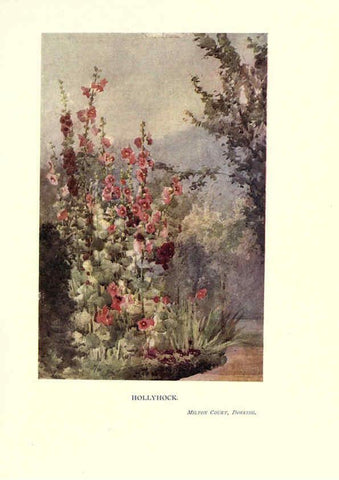Reproducción/Reproduction 6286315522: Garden colour London,E. P. Dutton & company,1905