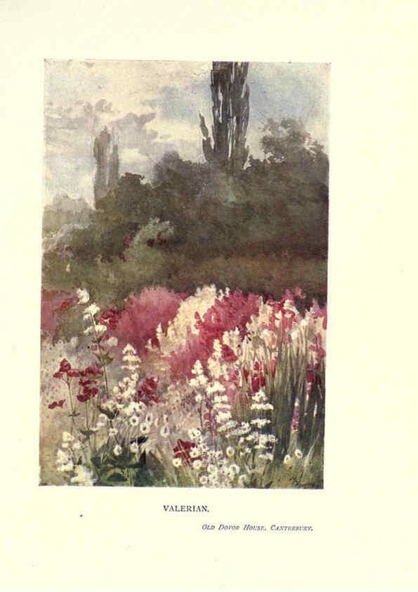Reproducción/Reproduction 6285791031: Garden colour London,E. P. Dutton & company,1905