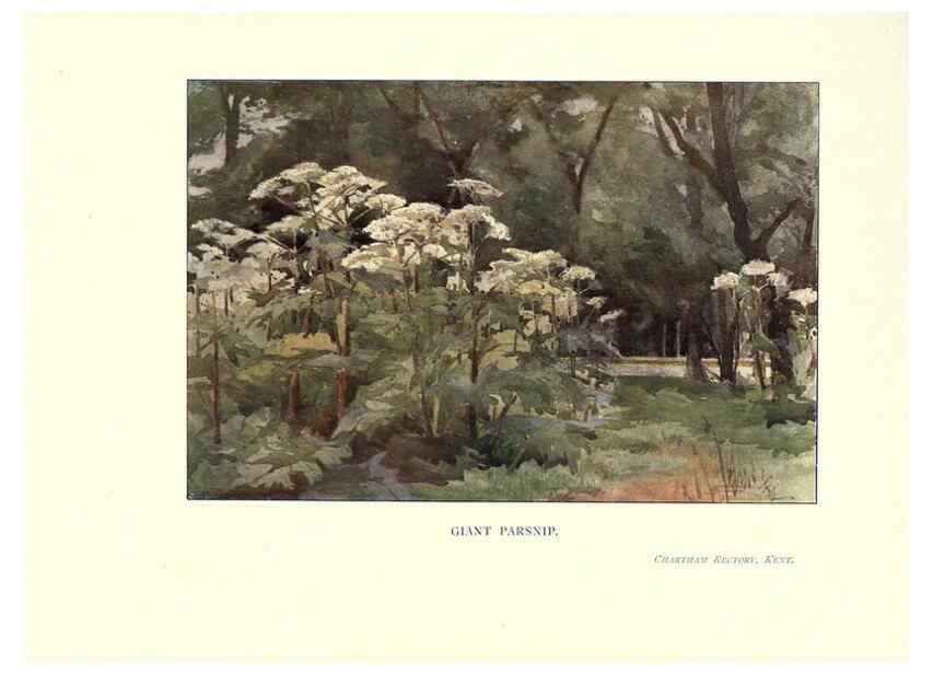 Reproducción/Reproduction 6286312352: Garden colour London,E. P. Dutton & company,1905