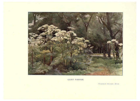 Reproducción/Reproduction 6286312352: Garden colour London,E. P. Dutton & company,1905