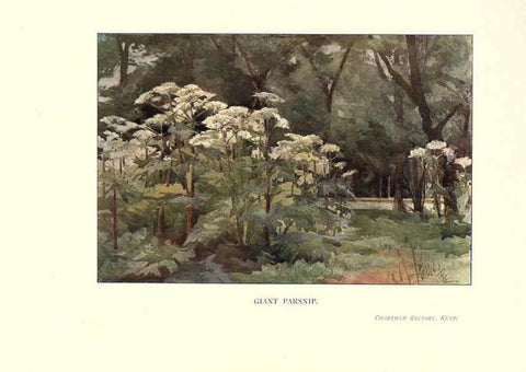 Reproducción/Reproduction 6286312352: Garden colour London,E. P. Dutton & company,1905