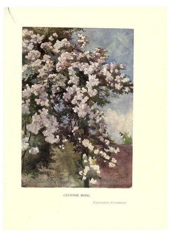 Reproducción/Reproduction 6286313136: Garden colour London,E. P. Dutton & company,1905