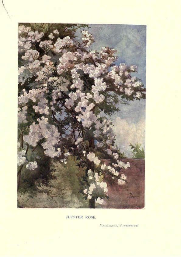 Reproducción/Reproduction 6286313136: Garden colour London,E. P. Dutton & company,1905