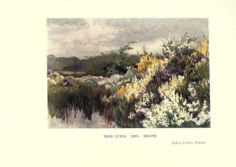 Reproducción/Reproduction 6286311820: Garden colour London,E. P. Dutton & company,1905