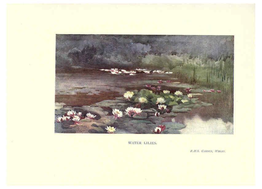 Reproducción/Reproduction 6286314330: Garden colour London,E. P. Dutton & company,1905