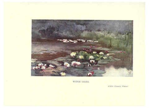 Reproducción/Reproduction 6286314330: Garden colour London,E. P. Dutton & company,1905