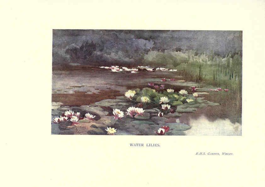 Reproducción/Reproduction 6286314330: Garden colour London,E. P. Dutton & company,1905