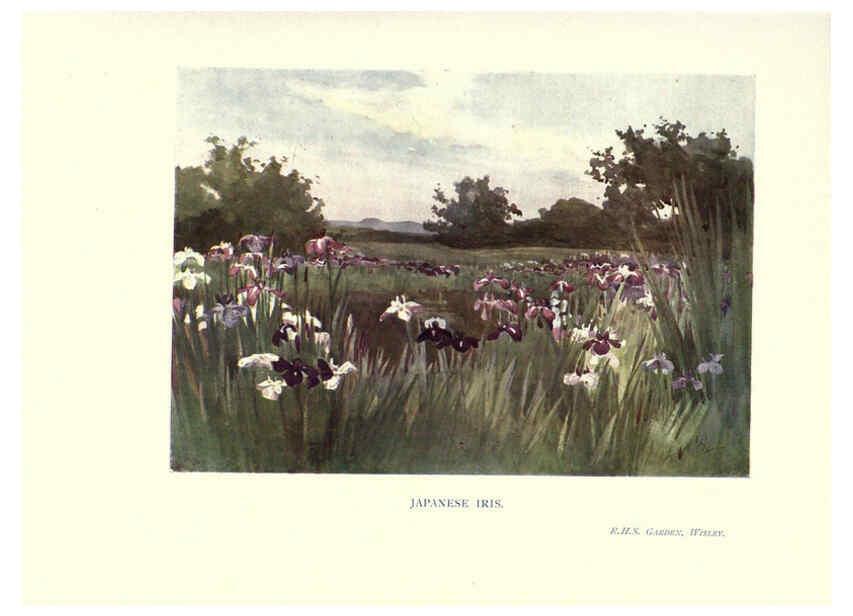 Reproducción/Reproduction 6286314512: Garden colour London,E. P. Dutton & company,1905