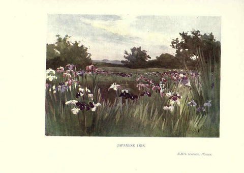 Reproducción/Reproduction 6286314512: Garden colour London,E. P. Dutton & company,1905