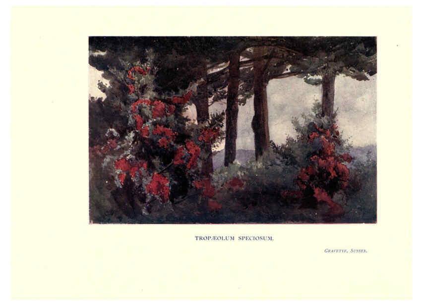 Reproducción/Reproduction 6286315368: Garden colour London,E. P. Dutton & company,1905
