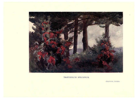 Reproducción/Reproduction 6286315368: Garden colour London,E. P. Dutton & company,1905