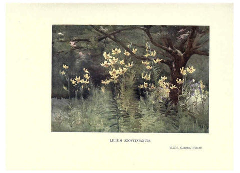 Reproducción/Reproduction 6286313934: Garden colour London,E. P. Dutton & company,1905