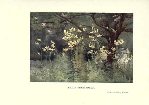Reproducción/Reproduction 6286313934: Garden colour London,E. P. Dutton & company,1905
