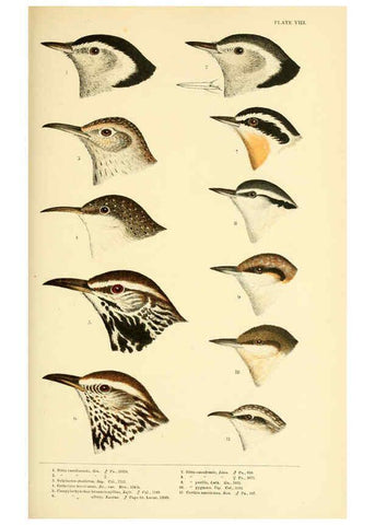 Reproducción/Reproduction 6286241411: A history of North American birds Boston :Little, Brown,1905
