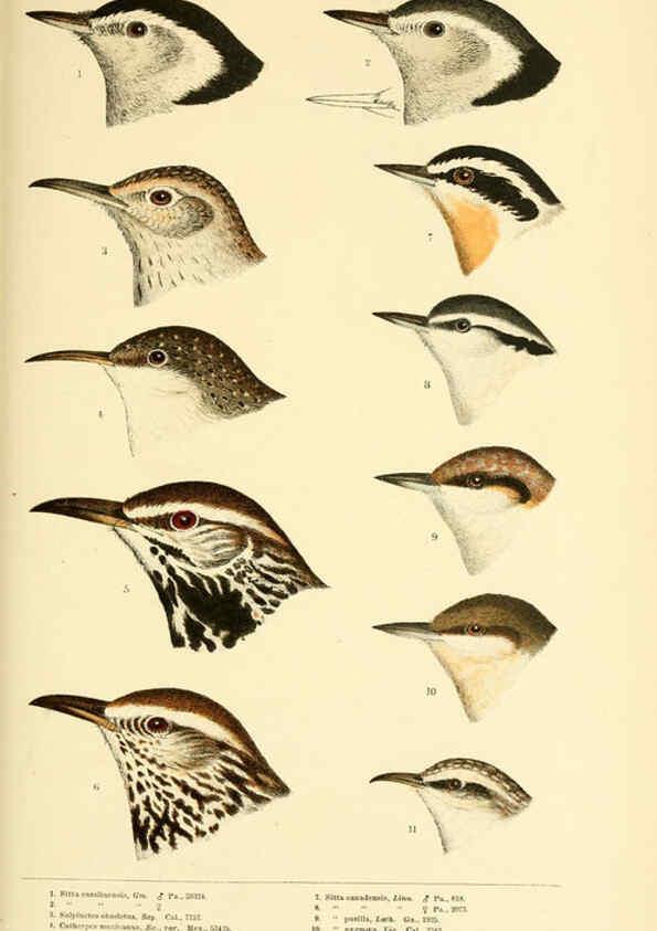 Reproducción/Reproduction 6286241411: A history of North American birds Boston :Little, Brown,1905