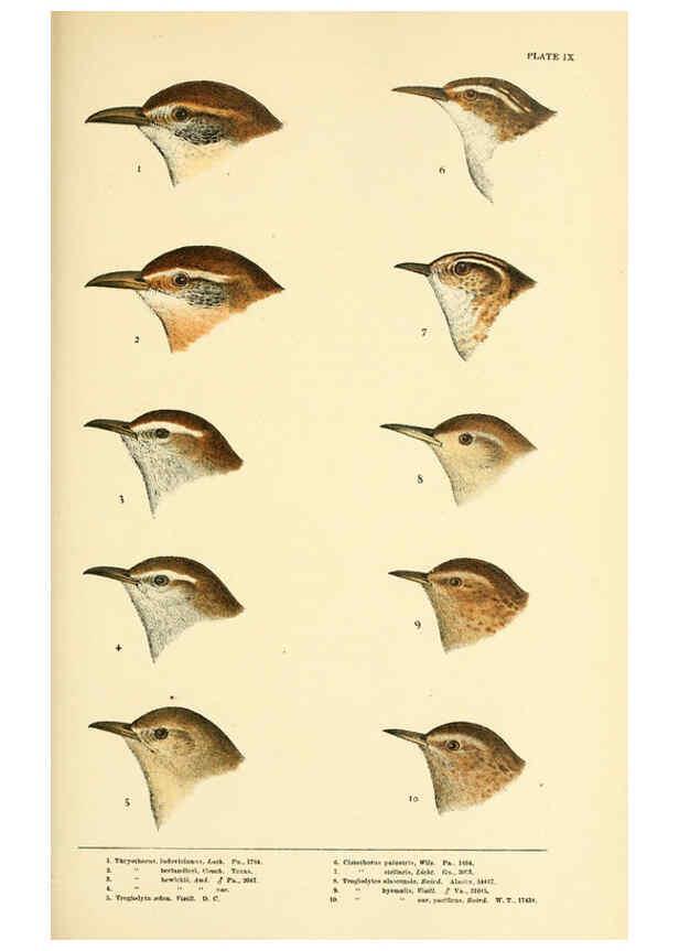 Reproducción/Reproduction 6286760840: A history of North American birds Boston :Little, Brown,1905