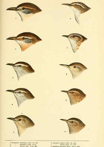 Reproducción/Reproduction 6286760840: A history of North American birds Boston :Little, Brown,1905