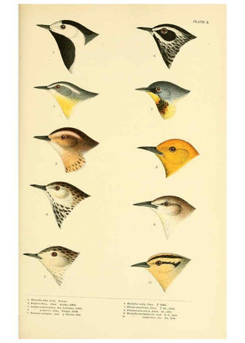 Reproducción/Reproduction 6286241813: A history of North American birds Boston :Little, Brown,1905