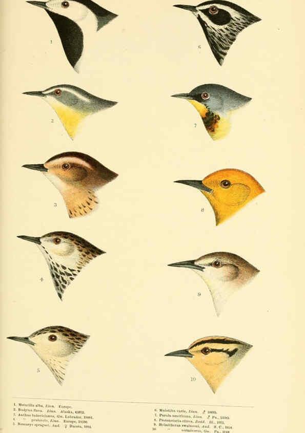 Reproducción/Reproduction 6286241813: A history of North American birds Boston :Little, Brown,1905