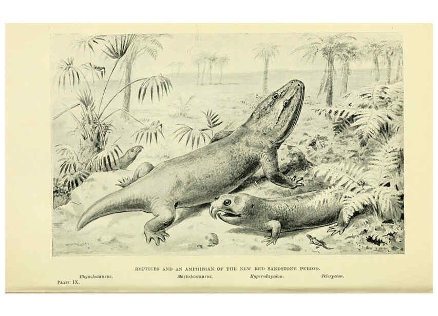 Reproducción/Reproduction 6288294163: Extinct monsters and creatures of other days London :Chapman & Hall,1910