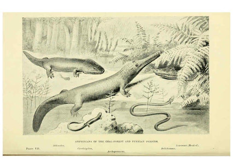 Reproducción/Reproduction 6288293805: Extinct monsters and creatures of other days London :Chapman & Hall,1910