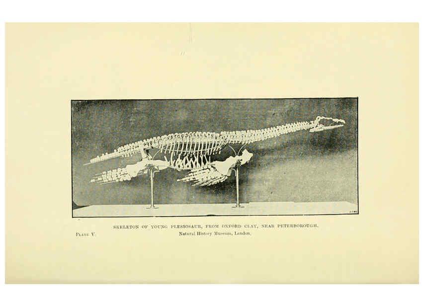 Reproducción/Reproduction 6288293507: Extinct monsters and creatures of other days London :Chapman & Hall,1910
