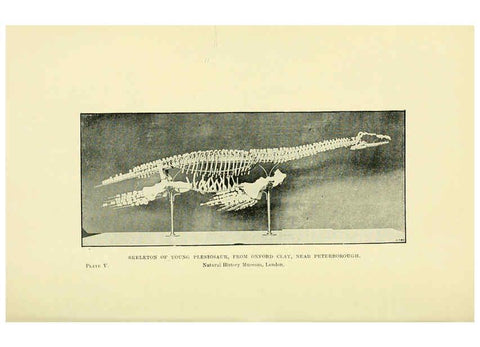 Reproducción/Reproduction 6288293507: Extinct monsters and creatures of other days London :Chapman & Hall,1910