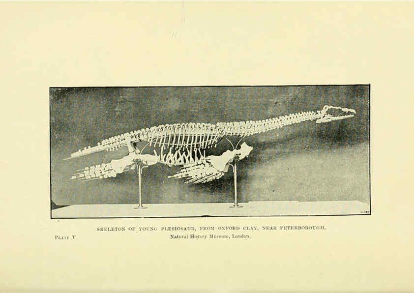 Reproducción/Reproduction 6288293507: Extinct monsters and creatures of other days London :Chapman & Hall,1910