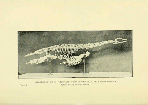 Reproducción/Reproduction 6288293507: Extinct monsters and creatures of other days London :Chapman & Hall,1910