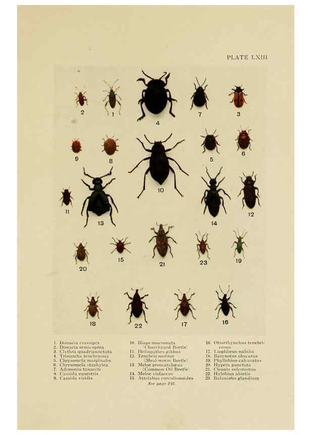 Reproducción/Reproduction 6288765640: Insect life London,A. & C. Black, ltd.,1921