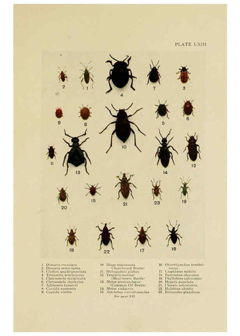 Reproducción/Reproduction 6288765640: Insect life London,A. & C. Black, ltd.,1921