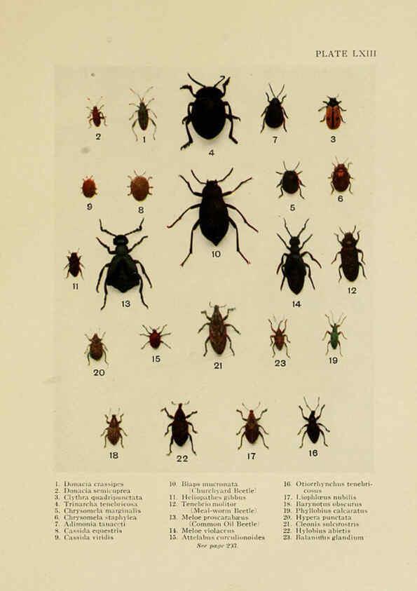 Reproducción/Reproduction 6288765640: Insect life London,A. & C. Black, ltd.,1921