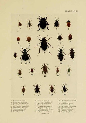 Reproducción/Reproduction 6288765640: Insect life London,A. & C. Black, ltd.,1921