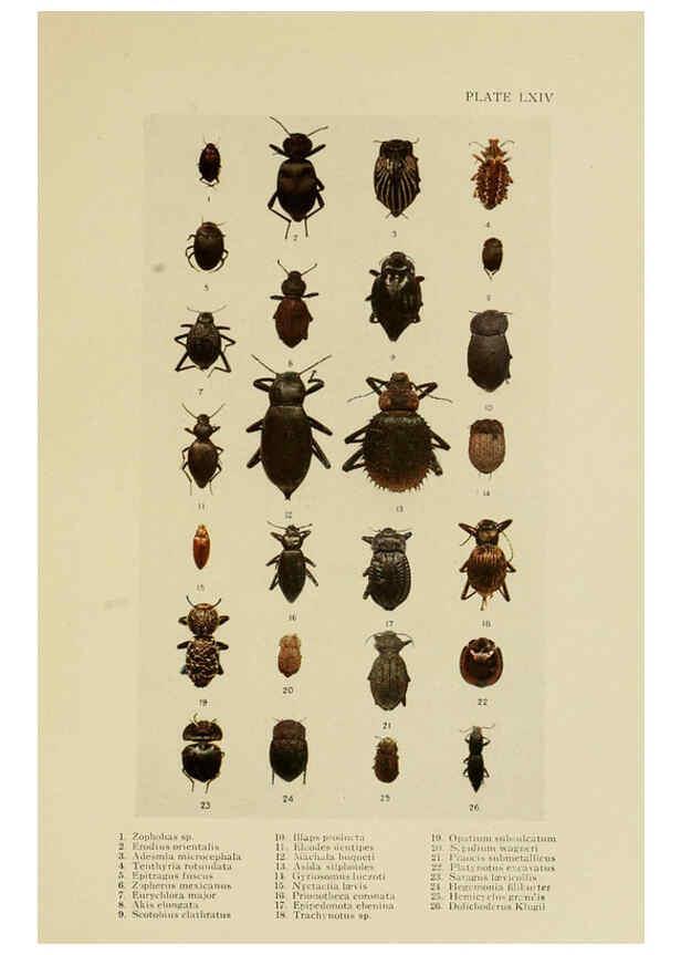 Reproducción/Reproduction 6288765862: Insect life London,A. & C. Black, ltd.,1921