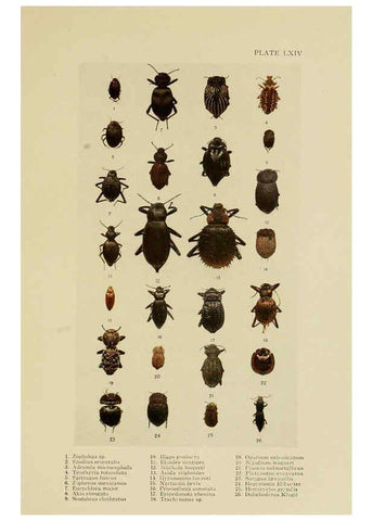 Reproducción/Reproduction 6288765862: Insect life London,A. & C. Black, ltd.,1921