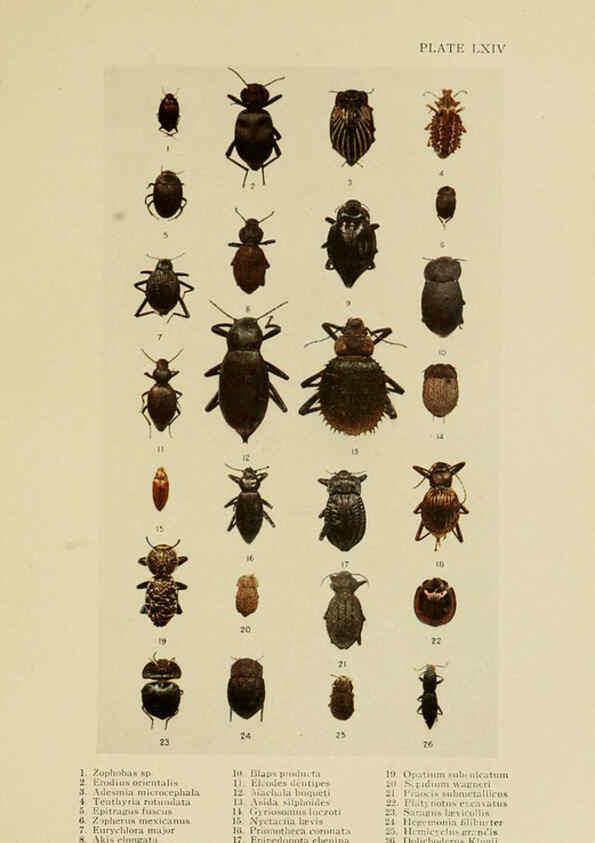 Reproducción/Reproduction 6288765862: Insect life London,A. & C. Black, ltd.,1921