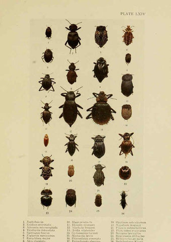 Reproducción/Reproduction 6288765862: Insect life London,A. & C. Black, ltd.,1921