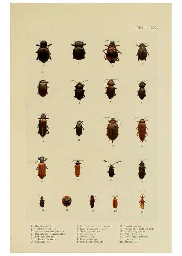 Reproducción/Reproduction 6288765996: Insect life London,A. & C. Black, ltd.,1921