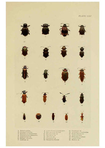 Reproducción/Reproduction 6288765996: Insect life London,A. & C. Black, ltd.,1921