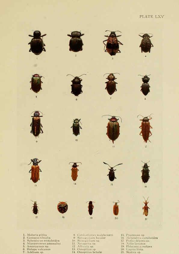 Reproducción/Reproduction 6288765996: Insect life London,A. & C. Black, ltd.,1921